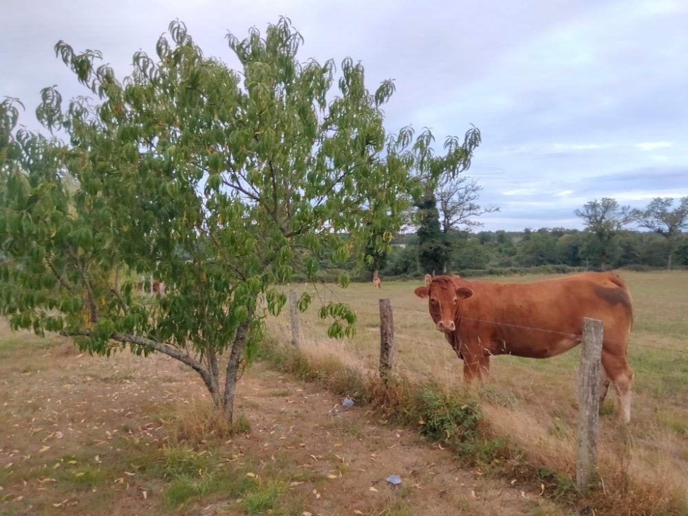 Aire camping-car  Ansac-sur-Vienne (16500) - Photo 5